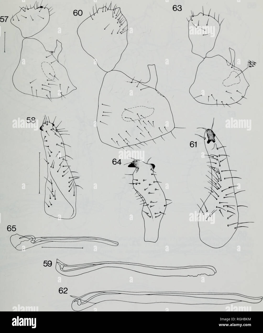 . Bulletin of the British Museum (Natural History) Entomology. MALVALES-FEEDING PSYLLIDS 121. Figs 57-65 Carsidaridae male genitalia. 57-59, Allocarsidara malayensis; 57, proctiger and subgenital plate, lateral view; 58, right paramere, inner lateral view; 59, apical segment of aedeagus, lateral view. 60-62, A. elongata; 60, proctiger and subgenital plate, lateral view; 61, right paramere, inner lateral view; 62, apical segment of aedeagus, lateral view. 63-65, A. iriana; 63, proctiger and subgenital plate, lateral view; 64, right paramere, inner lateral view; 65, apical segment of aedeagus, l Stock Photo