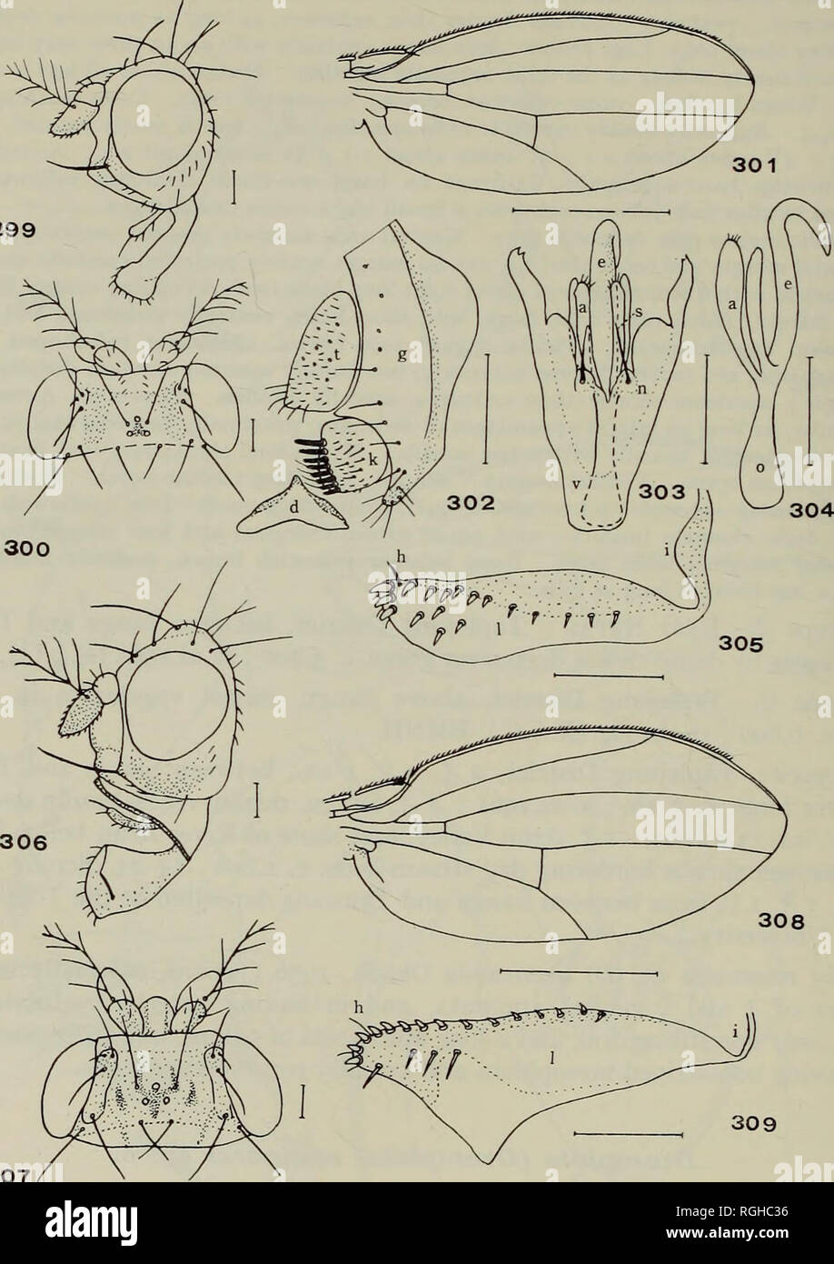. Bulletin of the British Museum (Natural History) Entom Supp. 104 T. OKADA 299. 307 Figs. 299-309. 299-305, Drosophila (Drosophila) flexicauda sp. n. 299, &lt;$ head, lateral aspect ; 300, 5&quot; head, dorsal aspect ; 301, &lt;J wing ; 302, periphallic organs,' lateral aspect ; 303, phallic organs, ventral aspect ; 304, aedeagus, lateral aspect, dextral side dorsal ; 305, $ egg-guide. 306-309, Drosophila {Drosophila) editinares sp. n., $. 306, head, lateral aspect ; 307, head, dorsal aspect ; 308, wing ; 309, egg-guide. '. Please note that these images are extracted from scanned page images  Stock Photo