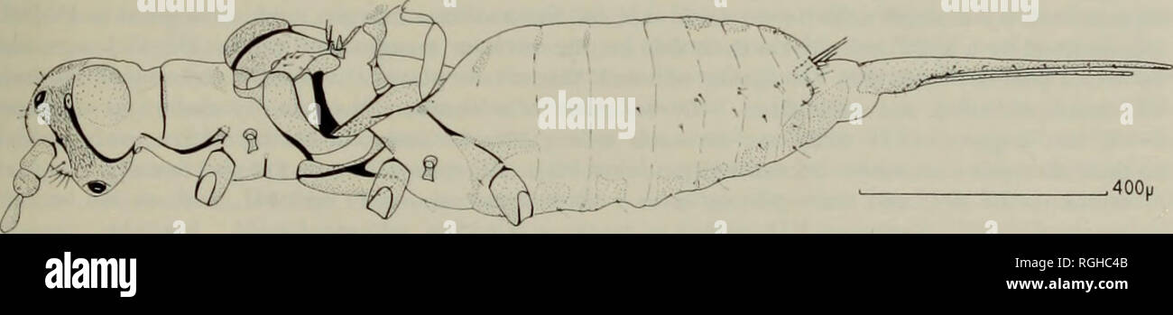 . Bulletin of the British Museum (Natural History) Entom Supp. ()!•• THK FAMILY COCCIDAE 47 Antennae io-segmented, filiform ; 604-1011 (average 770) u. long, i.e. shorter than half body length (ratio 1 : 2-12-2-63, average 2-37), about as long as posterior leg (ratio 1 : 0-91-1 11, average 0-99) and longer than penial sheath (ratio 1 : 1-32-1-69, average 147). Scape 46-72 (average 59) li long and 42-61 (average 51) Lt wide, with 3 h.s. Pedicel with distinct, polygonal dorsal reticulation ; 38-57 (average 46) li long and 42-53 (average 46) li wide ; with 2 h.s. and a sensillum placodeum. Segmen Stock Photo