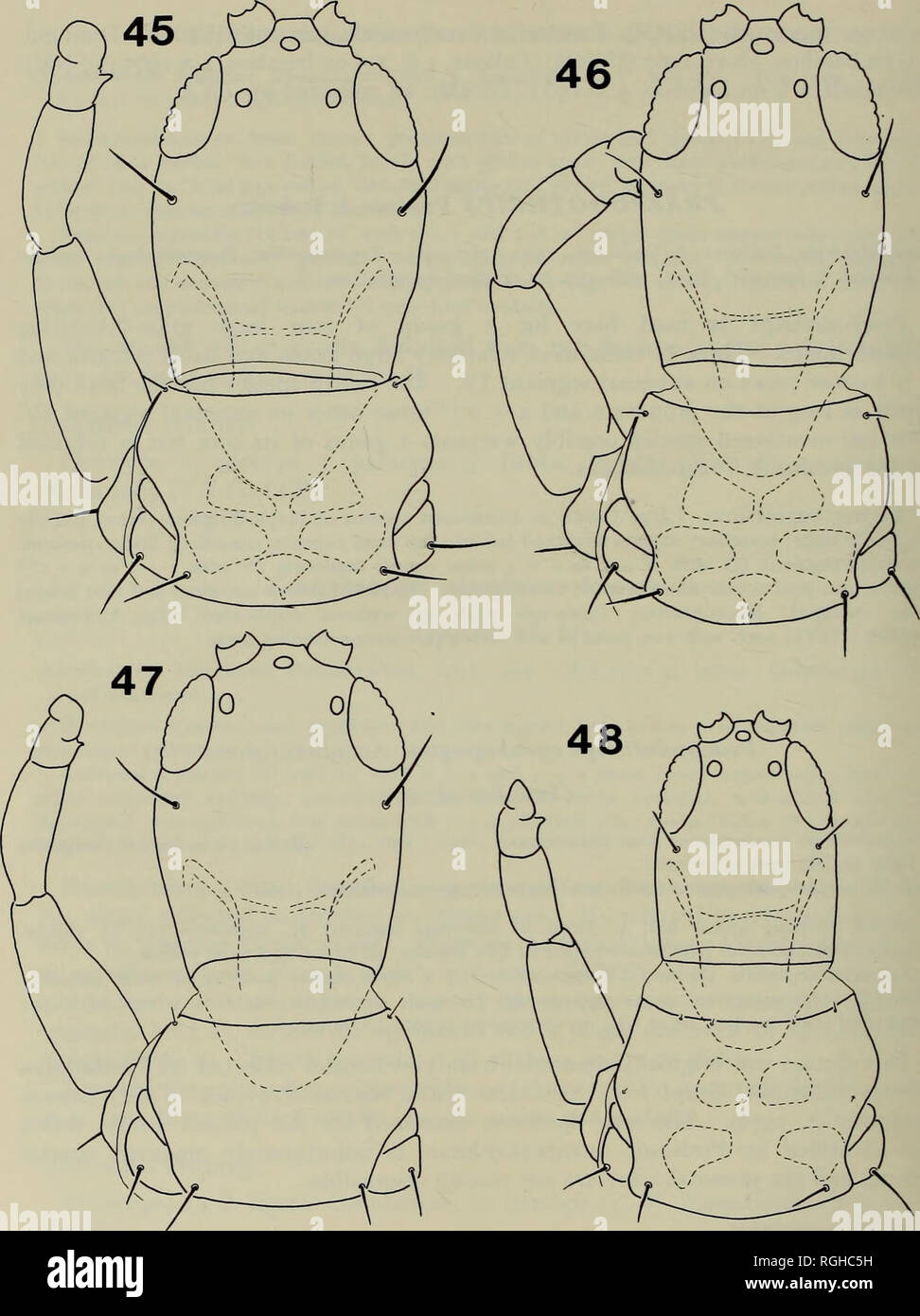 . Bulletin of the British Museum (Natural History) Entomology. 266 B. R. PITKIN. Figs 45-48. Heads, pronota and left forelegs of Praepodothrips and Chiraplothrips species. 45, P. indicus, paratype 9- 46, P- cymbopogoni, §. 47, P. nigrocephalus, holotype 9- 48, C. graminellus, paratype 9-. Please note that these images are extracted from scanned page images that may have been digitally enhanced for readability - coloration and appearance of these illustrations may not perfectly resemble the original work.. British Museum (Natural History). London : BM(NH) Stock Photo