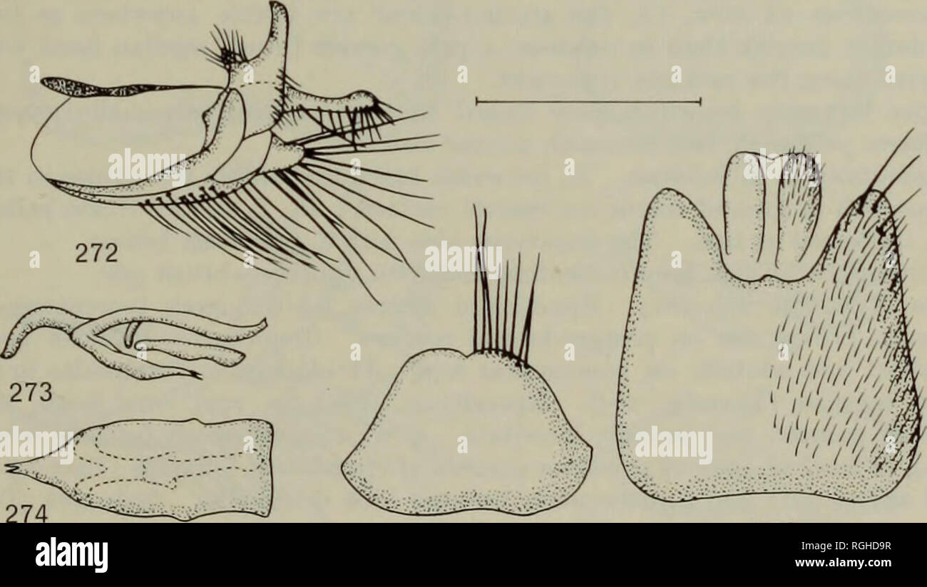 . Bulletin of the British Museum (Natural History) Entomology. THEREVINE STILETTO-FLIES OF THE ETHIOPIAN REGION 279 (F. Reiser) (NMB); Tarn., Maroantsetra, 2 &lt;J, 30.iv.1958 (F. Reiser) (NMB); Fia., Mananjary, 14 $, 10 $, 5-21.viii.1958 (F. Reiser) (NMB); Tul., Fort-Dauphin, 1 (J, 1 $, 15 &amp; 24.ii.1958 (F. Reiser) (NMB); same locality, 1 &lt;£, x. 1901 (Ch. Allnaud) (MP); same locality, 3 $, 19.iv.1968 (K. M. Guichard) (BMNH). Irwiniella flavicornis sp. n. (Text-figs 198, 272-276) Diagnosis. q Similar to velutina, but antennae and palpi yellowish. Humeri, postalar calli and scutellum dis Stock Photo