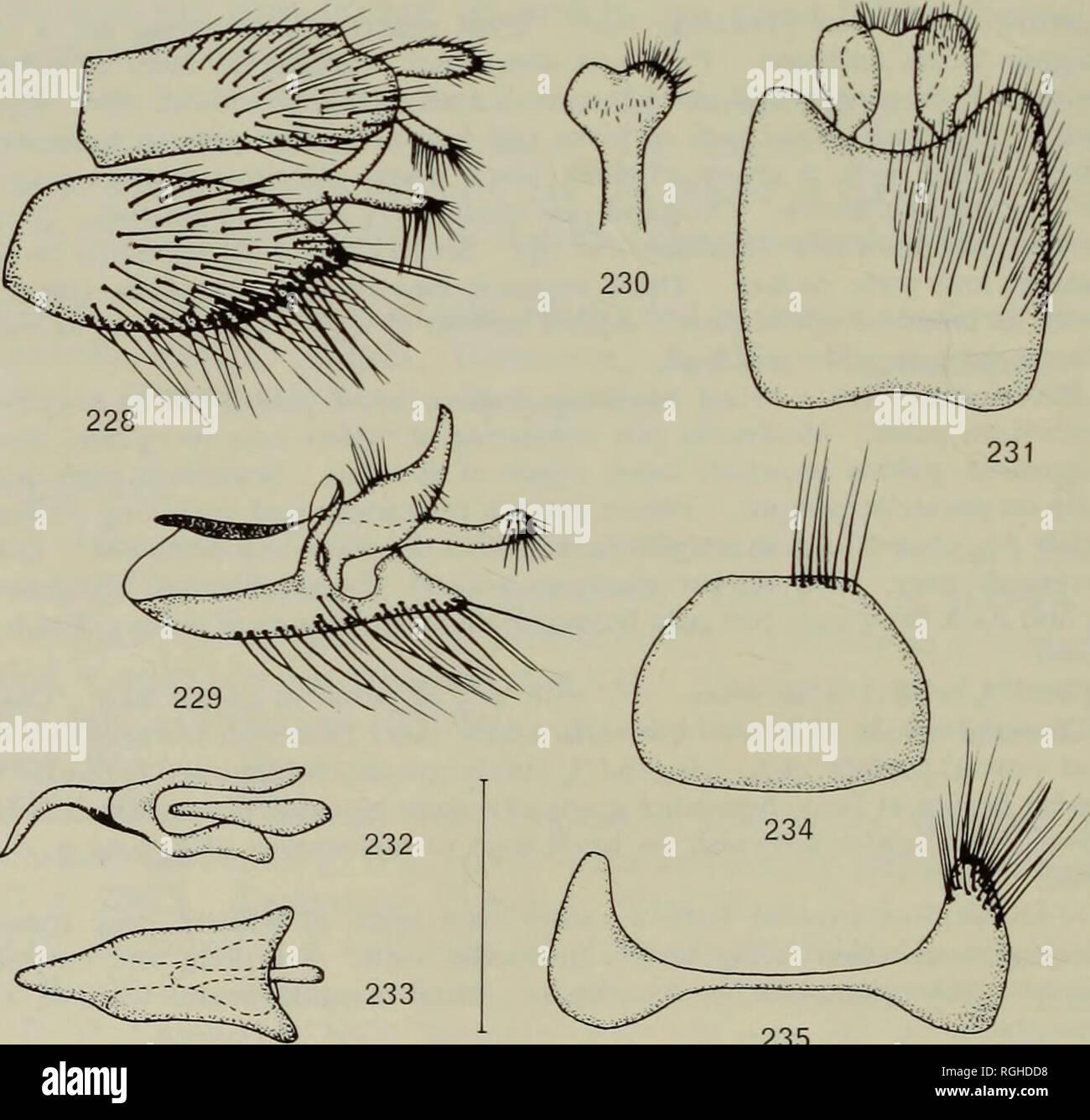 . Bulletin of the British Museum (Natural History) Entomology. 268 L. LYNEBORG short and broad. Phallus in lateral view (Text-fig. 232) short and rather suddenly curved for less than 90 degrees; in dorsal view (Text-fig. 233) of almost the same shape as in nuba. The same is true of the dorsal, ventral and ejaculatory apodemes. Tergite 8: Text-fig. 235. Sternite 8 (Text-fig. 234) without incision on posterior margin. Total length 9-0-9-4 mm. 9. Unknown. Remarks. The species was described from two male specimens from Socotra. They are in the BMNH and are labelled 'Socotra, Homhil, 2500 ft., 26.1 Stock Photo