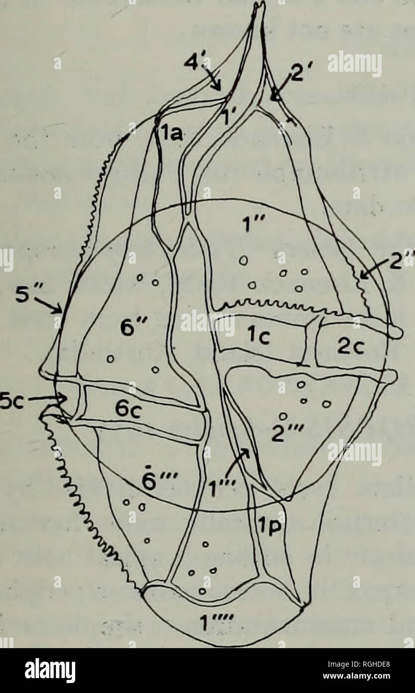 Small But Mighty: The Astounding Genome of the Dinoflagellate - UConn Today, image size:833x1390