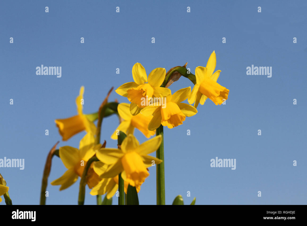daffodils or narcissus flowers in silhouette with the light behind and