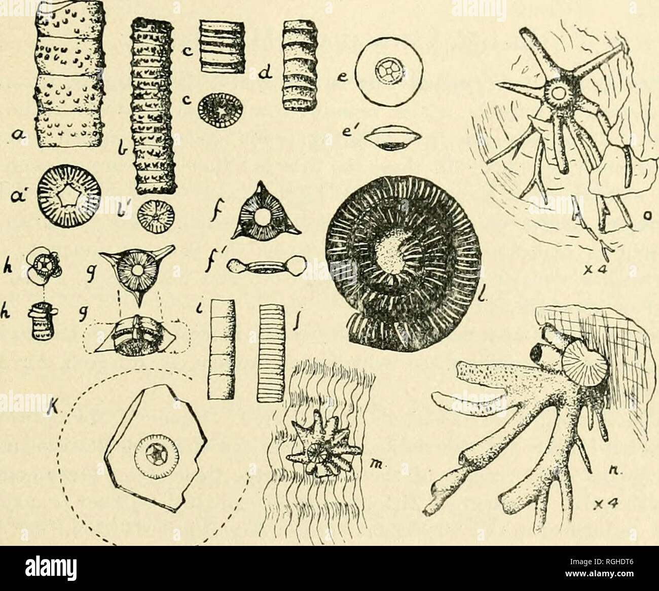 Obtusely Rounded Common crinoid hi-res stock photography and images - Alamy