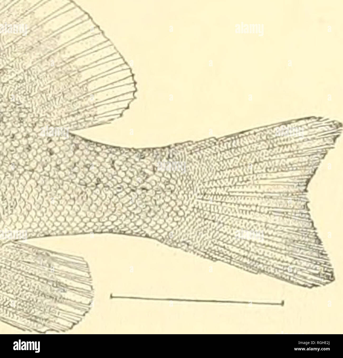 . Bulletin of the Bureau of Fisheries. Fisheries; Fish culture. M Fig. 31.—Sebastoflcs rili.atus (Tilesius). hy the Albatross in 1897 at Redfish Bay and Killisnoo. The species is now known from Kodiak Island, Aleutian Islands, Chignik Bay, Loring, Mary Island, Tolstoi Bay, Nakat Harbor, and Port Chester. As our 13-inch specimen is more than twice the size of those upon which current descriptions were based, we give the following notes on it; Head 3.2 in length; depth 2.8; oblique rows of scales GO, plus a few small scales on base of caudal fin; pores 50; eye 4 in head, equaling snout; interorb Stock Photo