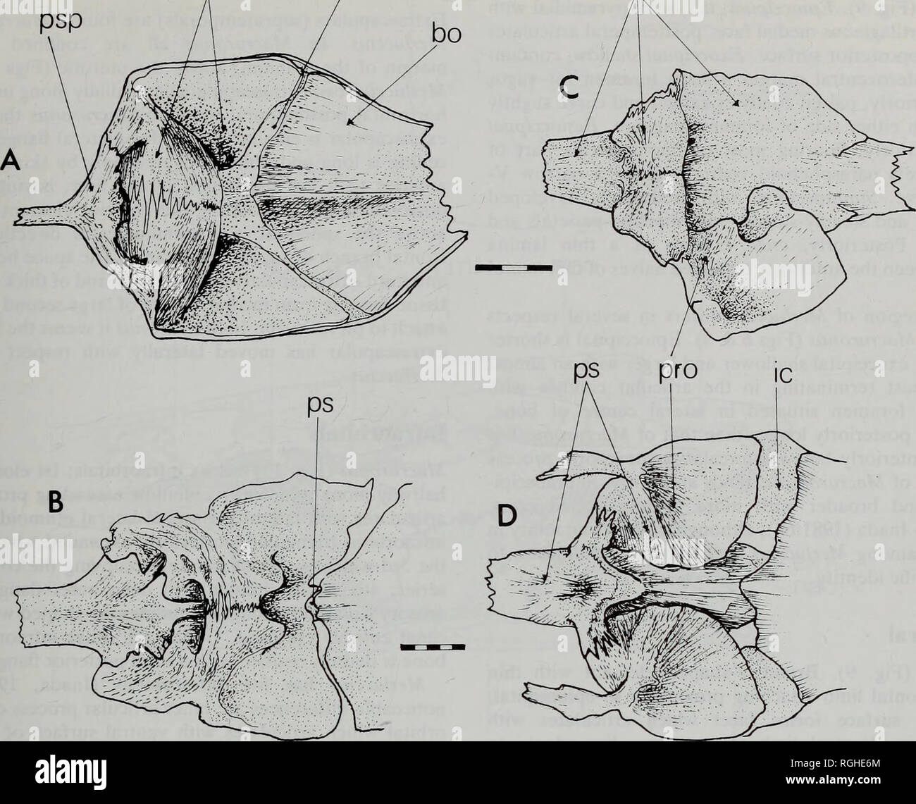 . Bulletin of the British Museum (Natural History) Zoology. ANATOMY, PHYLOGENY AND TAXONOMY OF THE GADOID FISH GENUS MACRURONUS pro ic p: p$p r / b0 83. Fig. 6 Dorsal views of the cranial floor of A, Macruronus magellanicus (BMNH 1936.8.26: 352-7); B, Merluccius merluccius; C, Mora moro; D, Merlangius merlangus. (B-C from Ford collection of unregistered skeletal material). Pterotic shallow but broad; posterolateral^ meets inter- calar and together they form a broad, slightly outwardly directed wing. Pterotic bears anterolaterally part of hyo- mandibular fossa; anterodorsally its roof bears a  Stock Photo