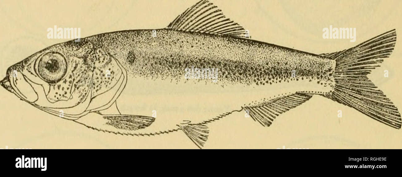 . Bulletin of the Bureau of Fisheries. Fisheries; Fish culture. 122 BULLETIN OF THE BUREAU OF FISHERIES. Pigmentation begins within several hours after the closure of the blastopore. Before the time of hatching (fig. 79) small black chromatophores appear more or less closely aggregated on the dorsal and dorsolateral aspects of the embrvo. The extra-embryonic blastoderm remains free from pigment. Larval development.—Incubation occupies not over 48 hours. The newly hatched larvae (fig. 80) are approximately 4.5 mm. in length and relatively slender. The head is slightly deflected at the anterior  Stock Photo