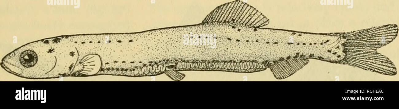 . Bulletin of the Bureau of Fisheries. Fisheries; Fish culture. EMBRYOLOGY AND LARVAL DEVELOPMENT OF TELEOSTEAN FISHES. 121 ij4v'^U(^'i!U! ;igajfe^ji«ijgj^pt^apgj.i.i;.i.iy. Fig. Si—Larval fish 4 days atter hatching, actual length 5.7 mm Fig. 83.—Young fish 9 mm. in length.. Fig. 83.—Yoimg fish 23 mm. in length.. Please note that these images are extracted from scanned page images that may have been digitally enhanced for readability - coloration and appearance of these illustrations may not perfectly resemble the original work.. United States. Bureau of Fisheries. Washington, D. C. : Govt. Pr Stock Photo