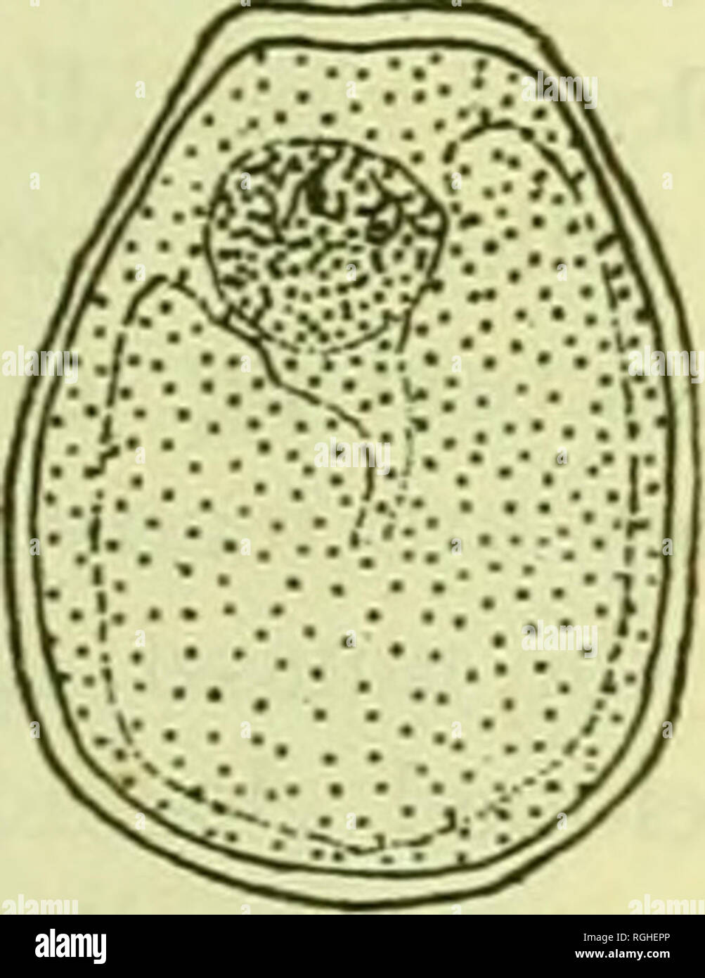. Bulletin of the Bureau of Fisheries. Fisheries; Fish culture. Fig. II.—Glochidia of commoa fresh-water mussels. (After Surber. 1912 and 1915-) a and 6, Proptera alata. c, ProPtera caPax. d, ProPUralaevissima. e and /, ProPtera Purpuraia. g, Quadrula coccinea. k, Quadrula cbenus. i, Quadrula ffrani/era. j, Quadrula keros. k, Qucdrulalachrytnosa. I, Quadrula Tnetanevra. m, Quadrula obligua. n, Quadrula plicata. o, Quadrula pustulata. P. Quadrula pusiulosa. q, Quadrula solida. r, Quadrula undata.. Please note that these images are extracted from scanned page images that may have been digitally  Stock Photo