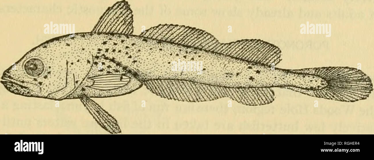 . Bulletin of the Bureau of Fisheries. Fisheries; Fish culture. Fig. 56.—Young fish 11 mm, in length.. Fig. 57.—Young fish 23 mm. in length. MERLUCCIUS BILINEARIS.. Please note that these images are extracted from scanned page images that may have been digitally enhanced for readability - coloration and appearance of these illustrations may not perfectly resemble the original work.. United States. Bureau of Fisheries. Washington, D. C. : Govt. Print. Off. Stock Photo
