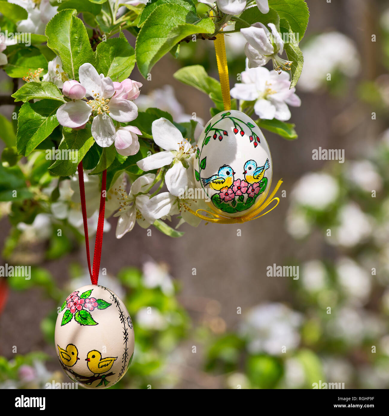 Painted Easter egss hanging on the apple tree in the springtime Stock Photo