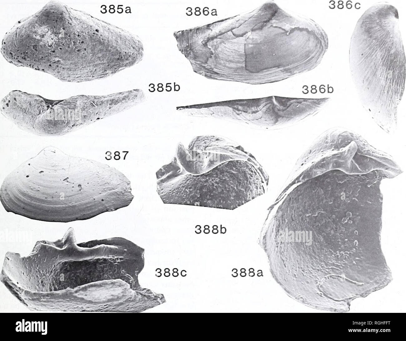 . Bulletin of the British Museum (Natural History). Geology.. PEBASIAN MOITUSCAN FAUNAS SI'I. Figs 385-388 Pachydon erectus elongatus (Boettger). Pebasian; Pichana, Peru; Hauxwell Colin. 385, LL28083; a, b, left valve, side and dorsal views, x 10. 386, LL28081; a, right valve, side, x 10; b, dorsal view, x 10; c, front, x 20. 387, LL28080; left valve, x 10. 388, LL28082; a-c, internal views of broken right valve, all x 30. cither Pebas or Pichana, Peru (Hauxwell colln). In Senckenburg Museum, Frankfurt (not studied). Material studied. BMPD LL28080-5, Late Caenozoic, Pebasian; Pichana, Peru (Ha Stock Photo