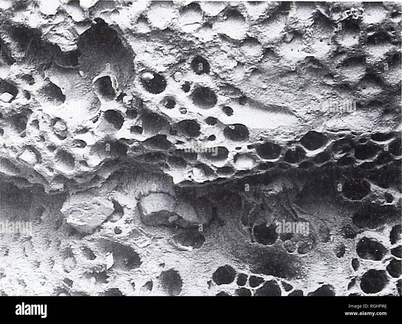 . Bulletin of the British Museum (Natural History). Geology.. . Fig. 145 Tholopora dightonisp. nov., BM(NH) D57672, holotype; MSA, colony surface showing parts of two subcolonies, x 30; 145B, rows of autozooecia separated by kenozooecia, x 85; 145C, mural spines in autozooecia and kenozooecia, x 300; 145D, partly overgrown and broken gynozooecium, x 38; see also Fig. 144. Description. Zoaria are short (Figs 146, 147A), generally less than 1 cm in height, and consist of a series of stacked bun- shaped subcolonies, sometimes bifurcating. Branches are typically 3^ mm in diameter with annular cons Stock Photo