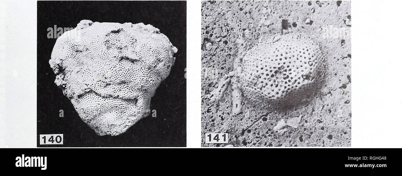 . Bulletin of the British Museum (Natural History). Geology.. FARINGDON SPONGE GRAVEI, BRYOZOA 129. Figs 140-141 Reptomulticava brydonei (Gregory), optical photographs. Fig. 140, BM(NH) D77753, x 4-2. Fig. 141, BM(NH) D55325, young colony encrusting a bivalve shell, X 11-5. echinoid spines or soft-bodied substrates. Small shell frag- ments were also occasionally used but the species has not been found among the diverse encrusting bryozoan fauna developed on sponges or pebbles. Genus. REPTOMULTICAVA d'Orbigny, 1854 Type species. Reptomulticava pyriformis d'Orbigny, 1854, designated herein; Vala Stock Photo