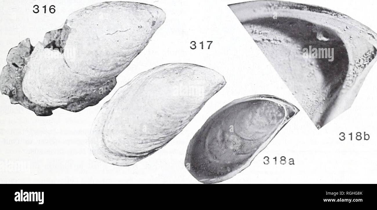 . Bulletin of the British Museum (Natural History). Geology.. Fig. 315 Anodontites batesi (Woodward). L27743, holotype. Electron micrographs showing stout prisms overlying nacreous shell layer. e, x 65; f, x 130; g, x 340. See facing page.. 318b Figs 316-318 Mytilopsis sowerbyi (d'Orbigny). Upper Eocene, Headon Beds, Priabonian; Hordwell, Hampshire. England. 316. BMPD 43241); right valve external, x 4. Eectotype of Mytilus sowerbyi d'Orbigny, probably the specimen figured by J. de C. Sowerby (1826: Min. Conchology 6: pi. 532, fig. 2) as Mytilus brardi 'Faujas'. 317, LL2813I, V. E. Edwards Coli Stock Photo
