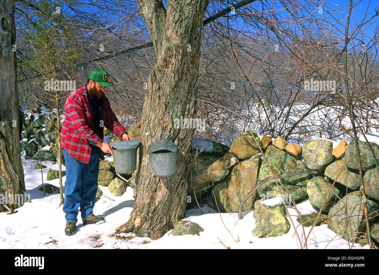 Checking the sap buckets during Maple syrup season in Richmond, Rhode Island, USA Stock Photo