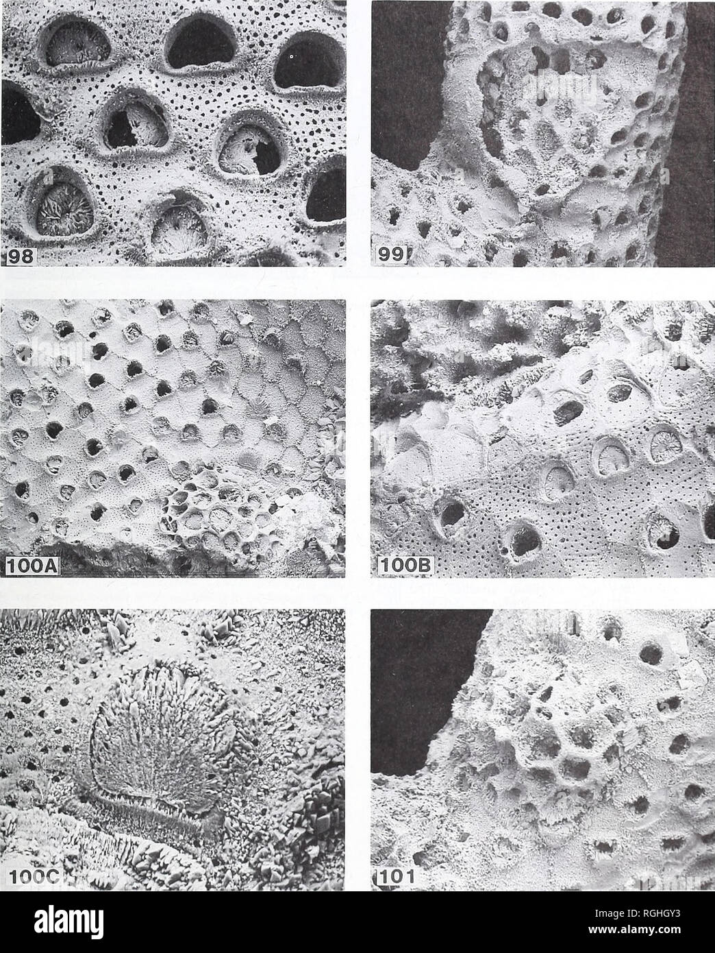 . Bulletin of the British Museum (Natural History). Geology.. FARINGDON SPONGE GRAVEL BRYOZOA 111. Hgs 98-101 McliccriliU's irun.wcr.sa Cium &amp; Basslcr. I-ig. 9S. BM(NH) D552S4, iiuUvonccia some ot whicti h.ii.' icnnm.il ili.iphr.niiiis with a ccntnil depression and pore, x 1 IS. Fig. W, BM(NH) D57.^S7, broken gyno/ooeeiuni. x 44. Fig. UK). liMiNH) D55175, eolon hase; 1(HI.. basal auto/ooeeia and abortive Irontally-budded oergrowlh (bottom right), x 40; UK)B. oeeluded growth margin, X 89; UX)C&quot;. operculum. X 350. Fig. 101. BM(NH) D.S7.^SS. small trontallv-lnRkled overgrowth, x 63.. Stock Photo