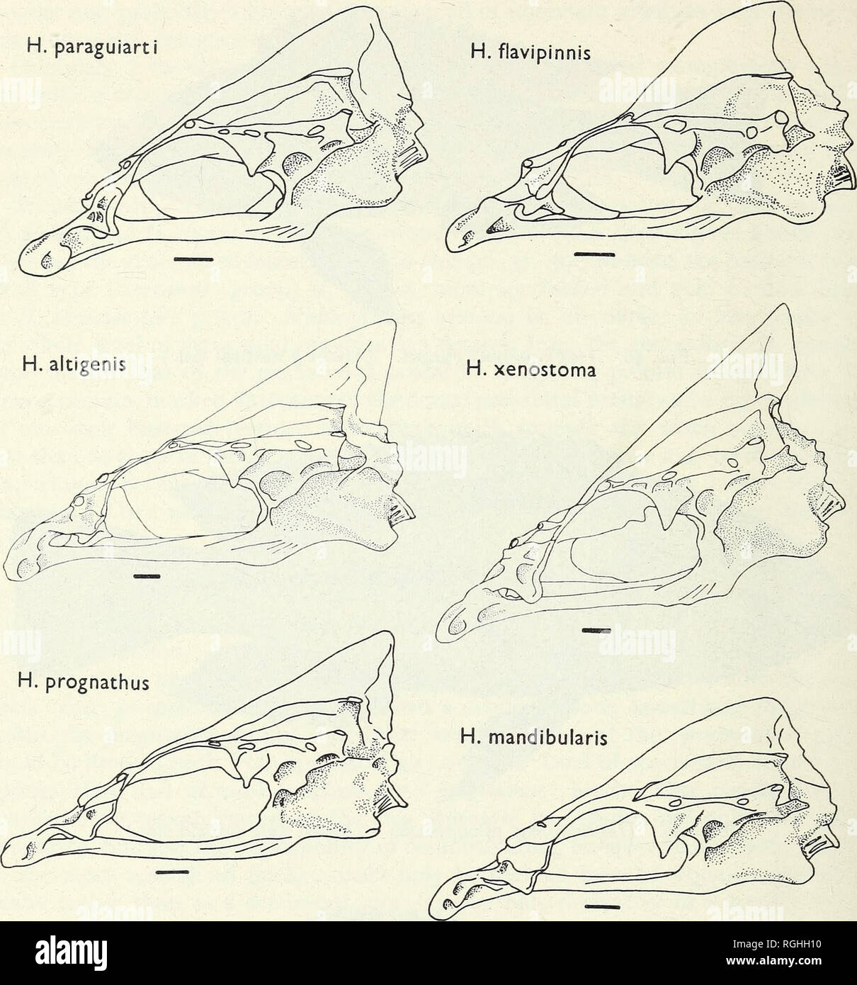 . Bulletin of the British Museum (Natural History). Zoology . Supplement.. 34 P. H. GREENWOOD. Fig. 51. Neurocranial form in piscivorous predators. (Scale = 3 mm.) To the eight species originally placed in the ' serranus' group (H. serranus [Text-fig. 11], H. victorianus, H. nyanzae, H. speki [Text-fig. 12], H. maculipinna [Text-fig. 47], H. boops, H. thuragnathus and H. pachycephalias ; see Greenwood, 1967), three others should be added, viz H. cavifrons [Text-fig. 3], H. plagiostoma [Text-fig. 47] and H. decticostoma (see Greenwood, 1967; Greenwood &amp; Gee, 1969). Neurocranial morphology i Stock Photo
