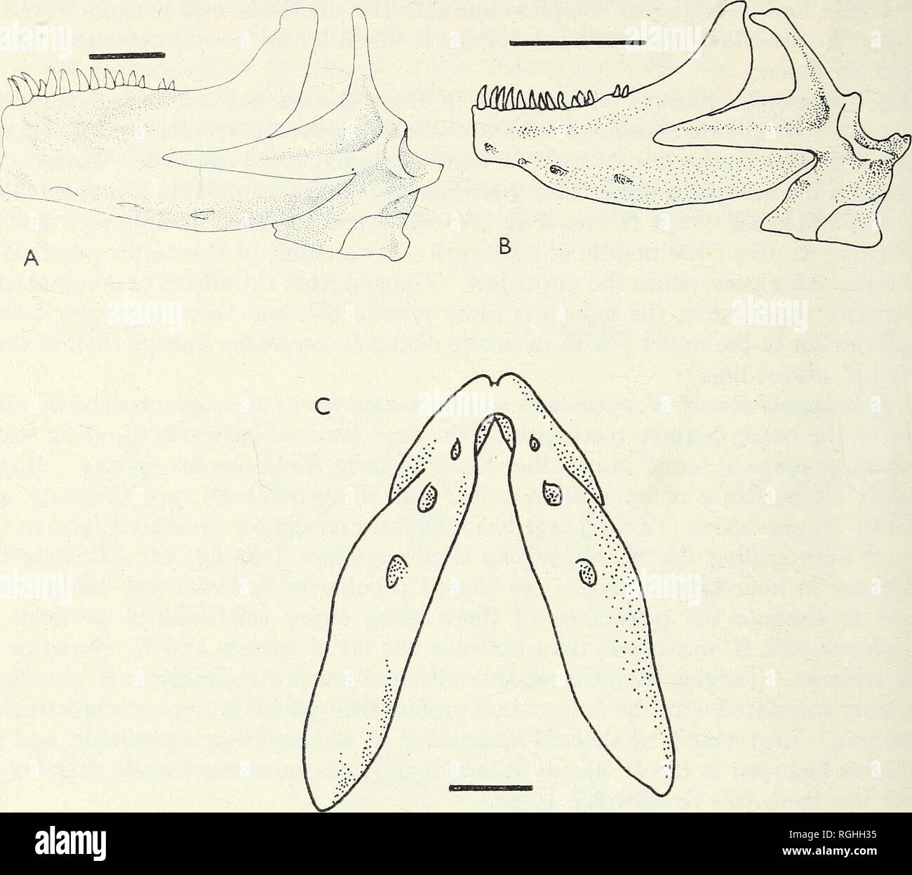. Bulletin of the British Museum (Natural History). Zoology . Supplement.. 7« P. H. GREENWOOD. Fig. 46. Lower jaw in two paedophagous species. A: H.obesus. BandC: H.parvidens. A and B in lateral view, C in ventral view to show characteristic outline of the dentary in H. parvidens-group paedophages. (Scale = 3 mm.) In H. cronus the outer jaw teeth are moderately stout unicuspids, not noticeably reduced in number or size, nor restricted in their distribution nor deeply embedded in the mucosa. Little is known about the syncranial architecture of the species, except from partial dissection of one  Stock Photo