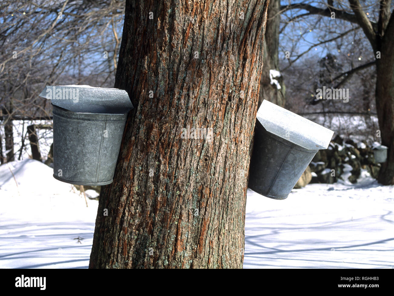 Sap buckets on a Maple tree in Richmond, Rhode Island, USA Stock Photo
