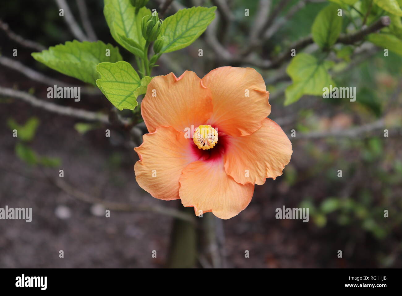 Hibiscus in Bloom Stock Photo Alamy