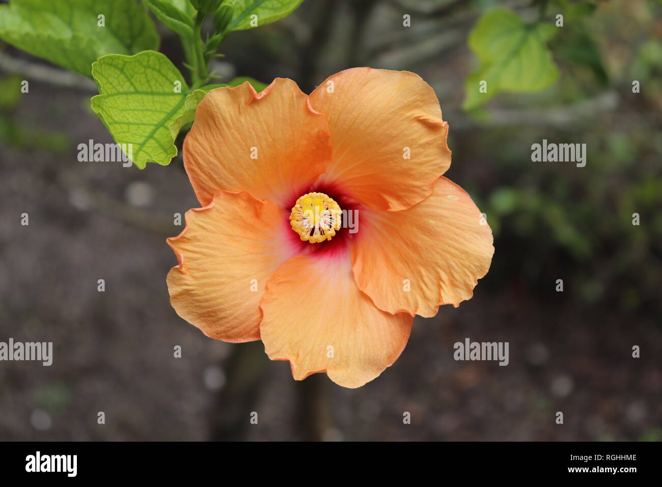 Hibiscus in Bloom Stock Photo Alamy