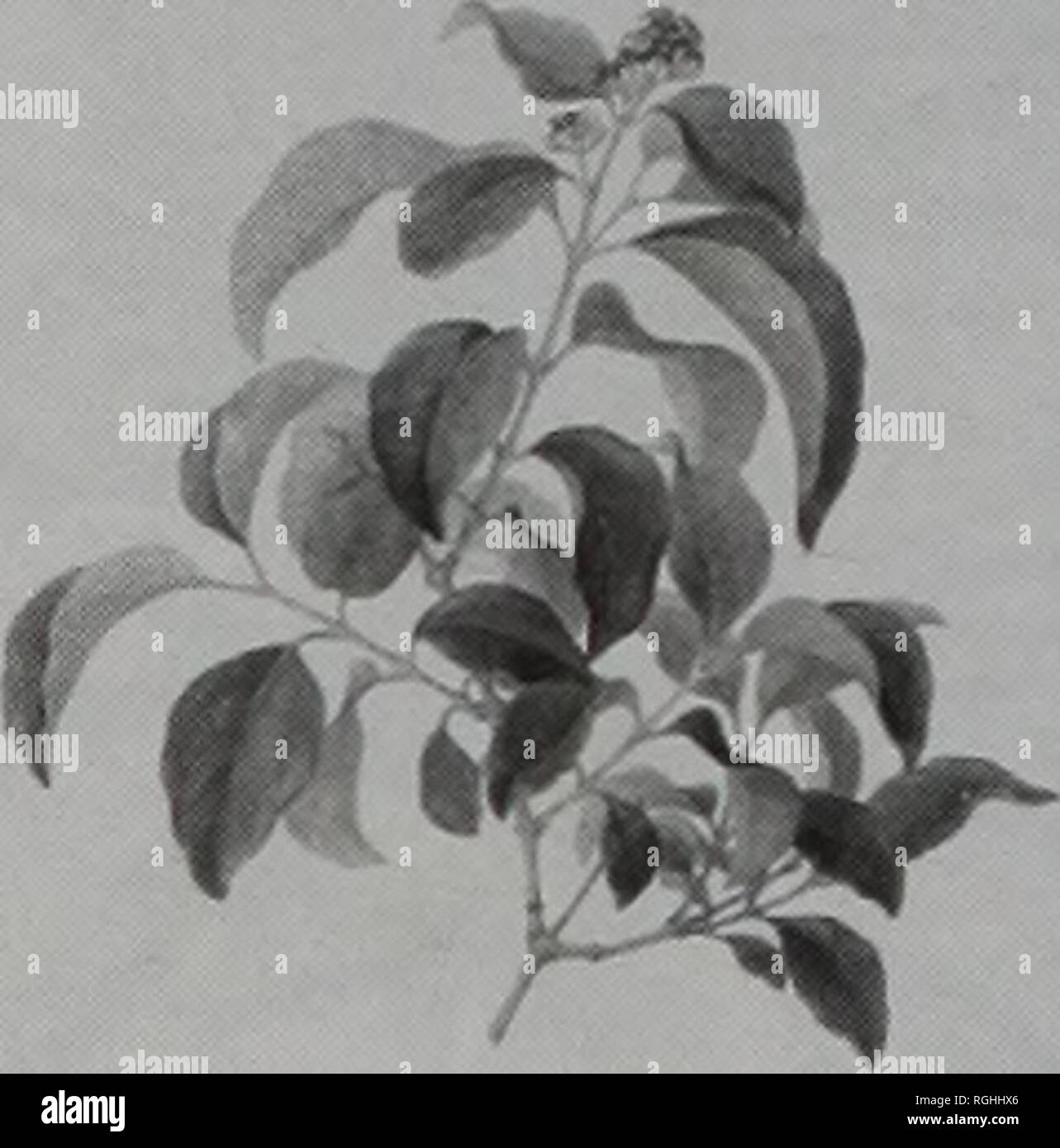 . Bulletin of the British Museum (Natural History), Botany. 156 D.J. MABBERLEY AND D.T. MOORE Publication. Bauer (1976: t. 13). 146 [Adm. 126]. AMYEMA PENDULUM (Spreng.) Tiegh. in Bull. Soc. Bot. France 41: 507 (1894), Loranthaceae33. Britten (1909: 144) list. '146. L[oranthus] longiflorus Desr. (Benth.)' Numeric list. [Loranthus] 'longiflorus Desr. (Benth.) 146'. Alphabetic list. [Loranthus] 'longiflorus Desr (Benth.) 146'. Annotation on drawing. 'Ferd. Bauer, del.' [pencil on reverse] '146' [pencil on mount] 'Loranthus [?] euneurus Br. MS [and] L. longiflorus Desr. (Benth.)'. Drawing. 526 x  Stock Photo