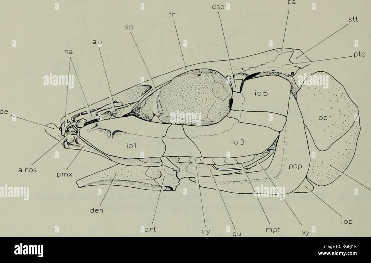 . Bulletin of the British Museum (Natural History) Geology Supplement. i6o ELOPIFORM FISHES dsp. sop 10 mm Fig. 80. Albula vulpes (Linnaeus). Cranium in left lateral view. Composite of several B.M.N.H. specimens. process articulating with the mesethmoid ; posteriorly there is a large posterior (lateral ethmoid) process. The precocious ossification of these processes should not be interpreted as two embryonic divisions as Ridewood (1904 : 51) implied. Rather, these processes ossify early in response to a functional need. The dermo- palatine is larger than in pterothrissids and carries many more Stock Photo