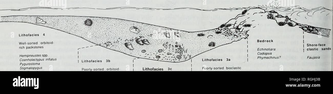 Bulletin Of The British Museum Natural History Geology 130