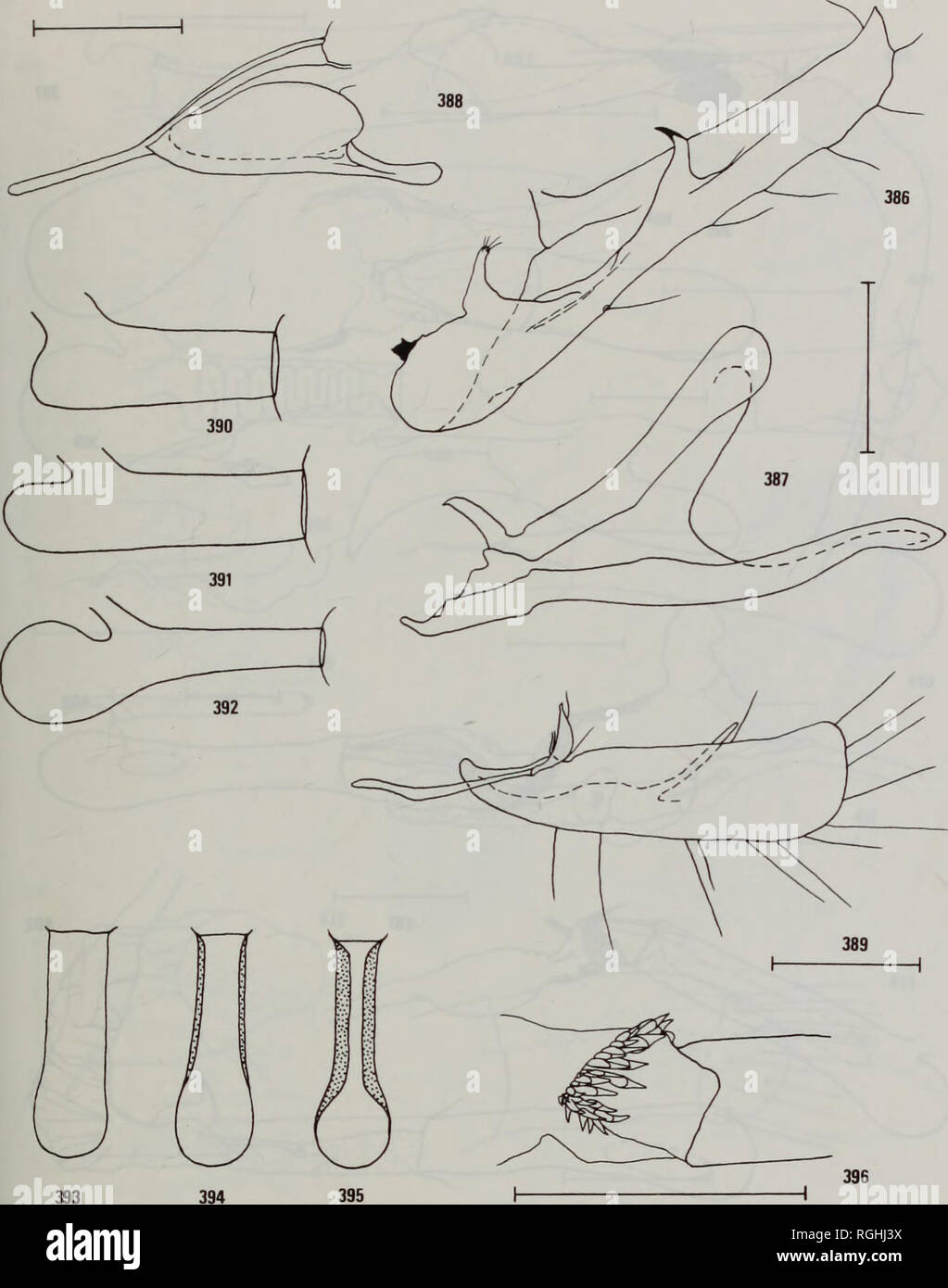 Dorsal (left) and ventral (right) views of the holotype of Sepia