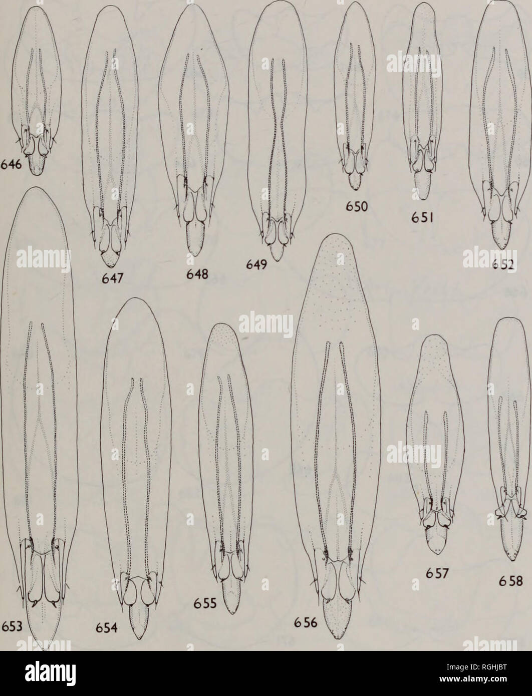 . Bulletin of the British Museum (Natural History) Entomology. THE EUROPEAN TETRASTICHINAE 375. Figs 646-658 Genitalia, males. 646, Aprostocetus (Aprostocetus) toddaliae (Risbec). 647, A. (A.)forsteri (Walker). 648, A. (A.) viridinitenssp. n. 649, A. (A.) brachycerus (Thomson). 650, A. (A.) ariemisicola sp. n. 651, A. (A.) invidus (Domenichini). 652, A. (A.) calamarius Graham. 653, A. (A.) elongatus (Forster). 654, A. (A.) emesa (Walker). 655, A. (A.) zoilus (Walker). 656, A. (A.) strobilanae (Ratzeburg). 657, A (A.) fulvipes (Forster). 658, A (A) apama (Walker).. Please note that these images Stock Photo