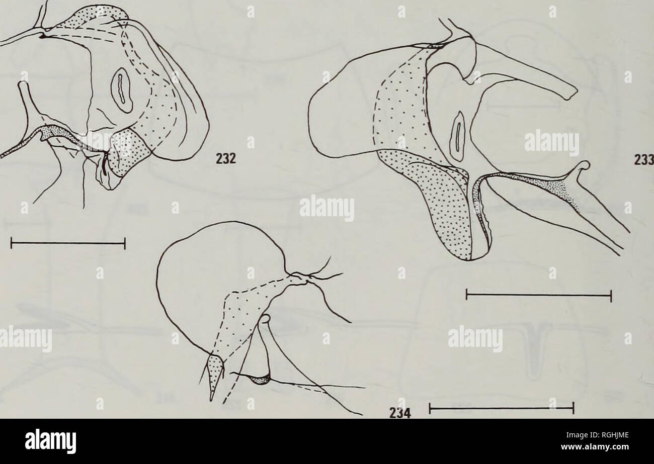 . Bulletin of the British Museum (Natural History) Entomology. 231. Figs 230-234 Counter tympanal hoods and pleural pouches. The apodemes from St2 and the post- spiracular bars are shaded. 230, anterior view, RHS, Thysanoplusia orichalcea. 231, lateral view, RHS, Thysanoplusia orichalcea. 232, anterior view, LHS, Panchrysia. 233, anterior view, RHS, Stictoptera. 234, anterior view, RHS, Calophasia.. Please note that these images are extracted from scanned page images that may have been digitally enhanced for readability - coloration and appearance of these illustrations may not perfectly resem Stock Photo