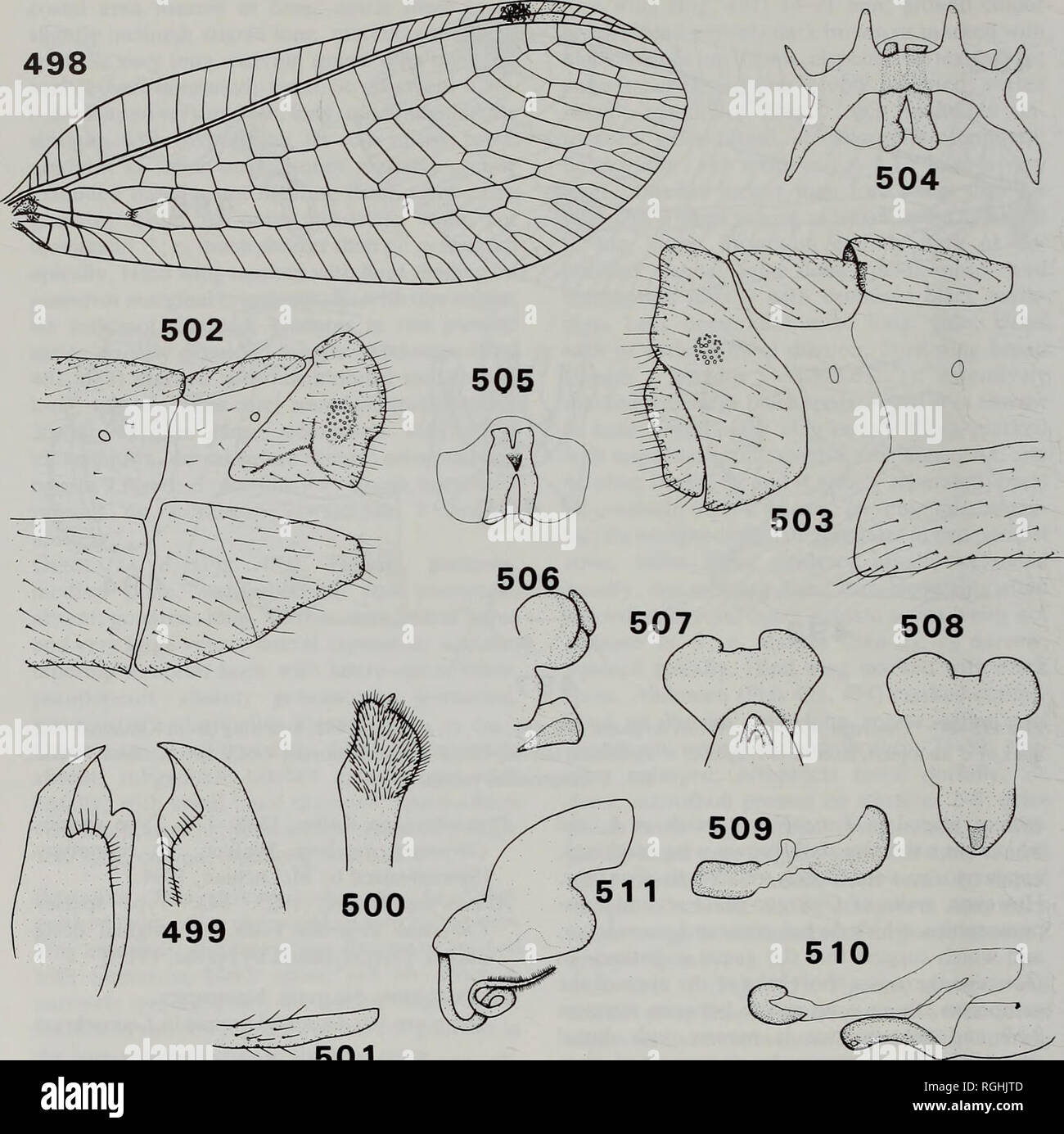 . Bulletin of the British Museum (Natural History) Entomology. 248 S. J. BROOKS&amp;P. C. BARNARD. 501 Figs 498-511 Leucochrysa (Leucochrysa). 498-507, L. (L.) varia; 508, 509, L. (L.) dolichocera; 510, 511, L. (L.) longicomis. 498, fore wing (from Kimmins); 499, mandibles, dorsal; 500, galea, dorsal; 501, maxillary palp, dorsal; 502, apex of 6 abdomen, lateral; 503, apex of 2 abdomen, lateral; 504, 6 genitalia, dorsal; 505, 3 arcessus, ventral; 506, 509, 510, 2 subgenitale, lateral; 507, 508, 2 subgenitale, ventral; 511, 9 spermatheca, lateral. ovate; ectoprocts invaginated apically, fused do Stock Photo