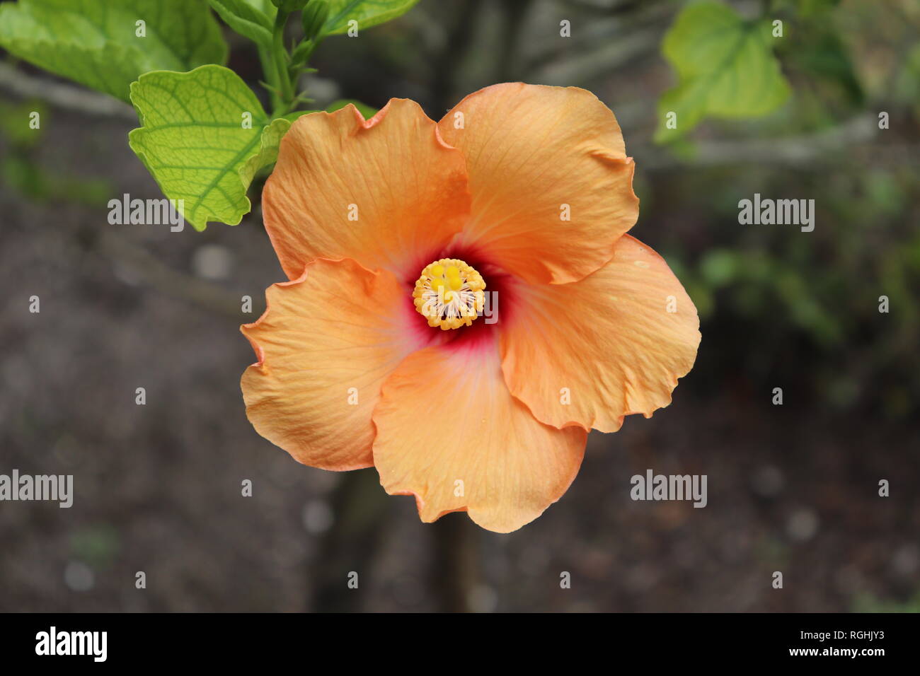 Hibiscus in Bloom Stock Photo Alamy