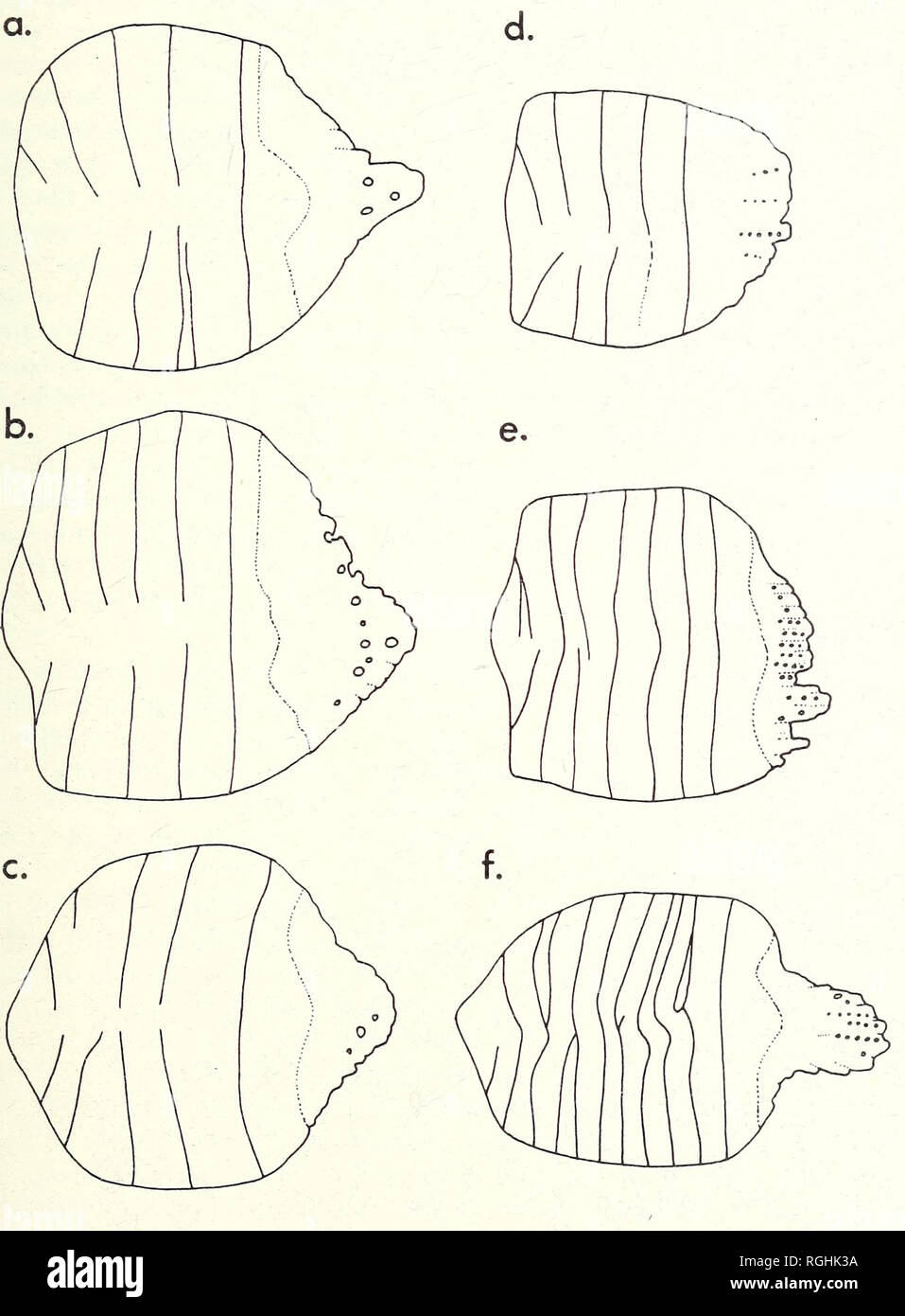 . Bulletin of the British Museum (Natural History). Zoology . Supplement.. CLUPEOIDS OF LACEPEDE, CUVIER &amp; VALENCIENNES. Fig. 4. Scale striation pattern and perforations in Sardinella albella and 5. br achy soma (scales from anterior, middle and posterior part of flank), a, b, c. Sardinella albella, 88- 5 mm. S.L. (BMNH. 1880.2.2.98—'Malayan Seas'), d, e, f. Sardinella br achy soma, 89- 5 mm. S.L. (BMNH. 1864.12.12.23—Vana).. Please note that these images are extracted from scanned page images that may have been digitally enhanced for readability - coloration and appearance of these illust Stock Photo