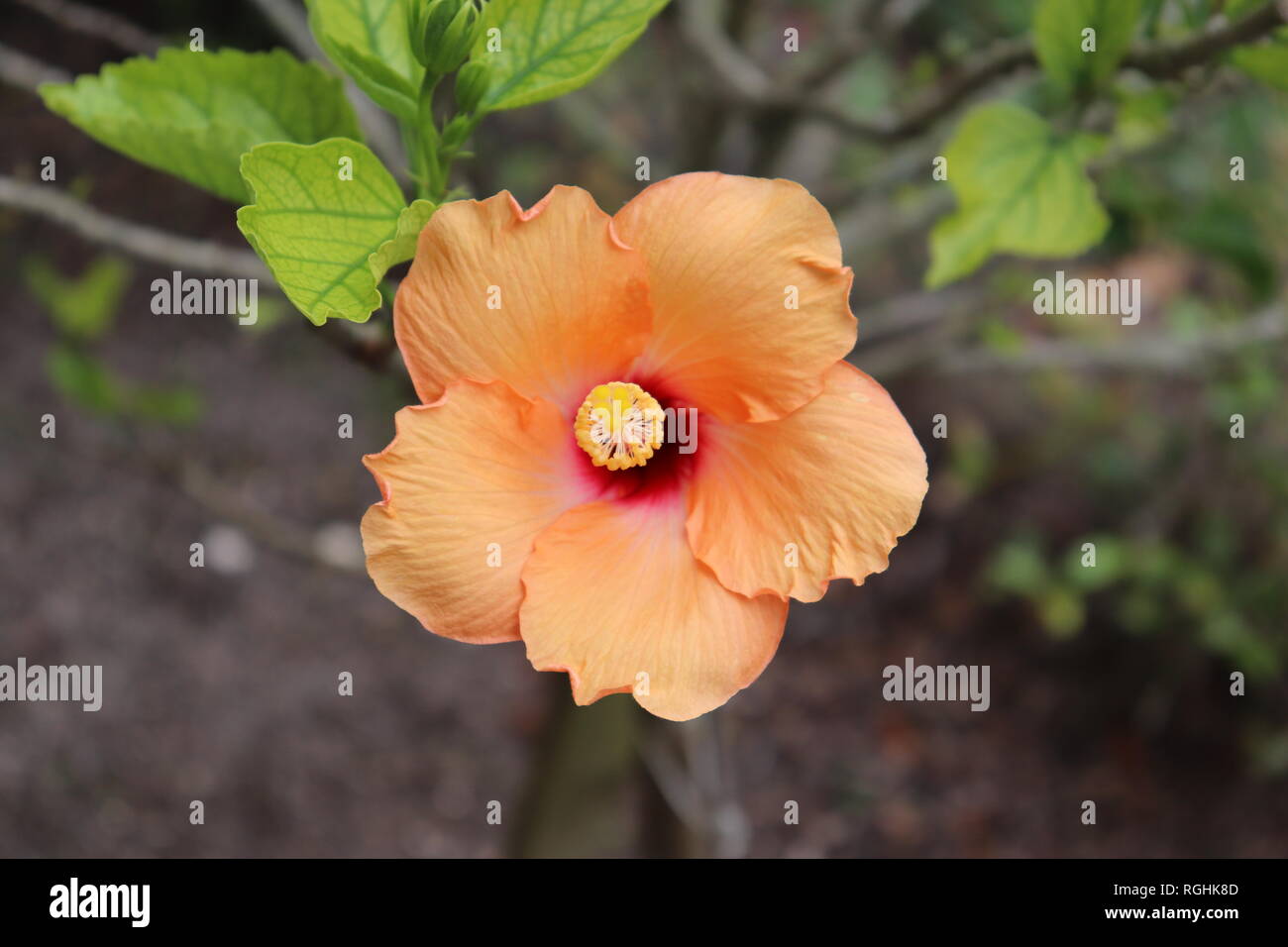 Peach And Yellow Hibiscus High Resolution Stock Photography and Images ...