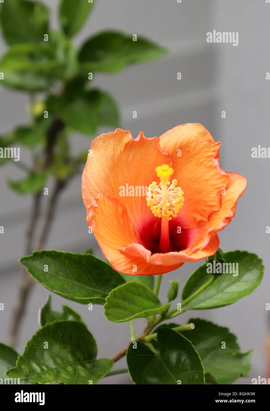 Hibiscus in Bloom Stock Photo Alamy