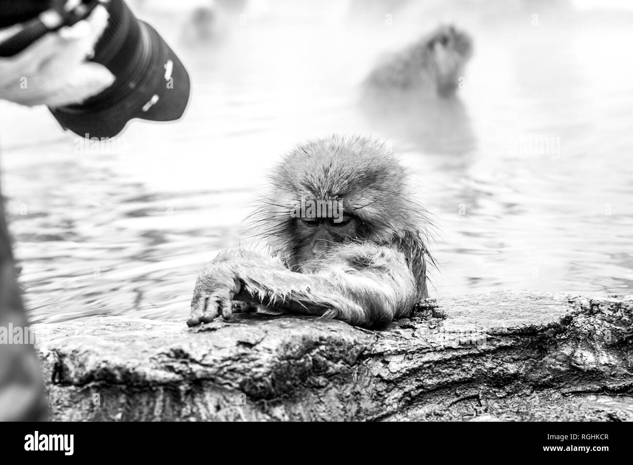 Japanese snow monkey at the famous hot springs in Yamanouchi, Japan Stock Photo