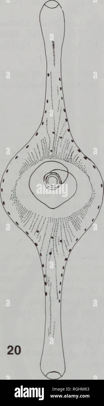 . Bulletin of the British Museum (Natural History), Botany. REVISION OF RUTILARIA GREVILLE (BACILLARIOPHYTA) 25 centralis 18-25 in 10 x.m, distaliter distantiores, areolae 22-30 in 10 (xm; areolae ad marginem frontis non attingentes sed taenia hyalina 3-6 xm lata areae centrali opposita per projec- turas decrescens. Periplekton caule circular! diametro 4-10 jjim, ab eo valvae fraternae 1-4 (xm distanti, annulo circulari ad summum caulis plus minusve gibboso, 14-24 ^.m x 13-18 fjim, ex brachiis duobus aequalibus constant!; brachia longe imbricata, ubi superposita attenuata, caulem valvae frat Stock Photo