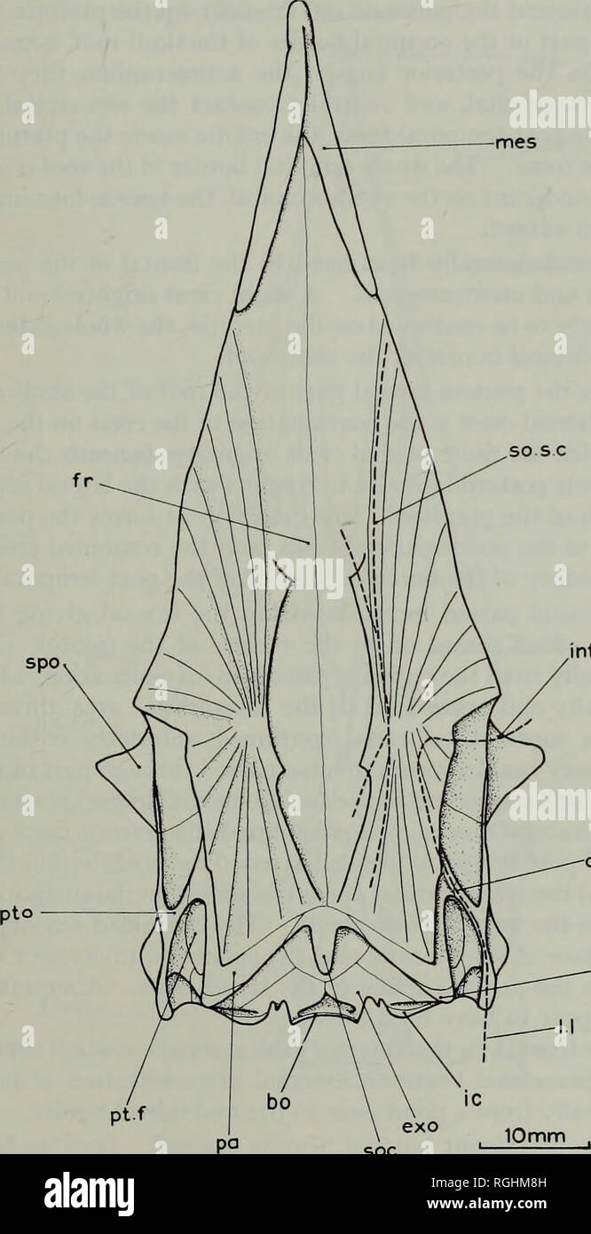 . Bulletin of the British Museum (Natural History) Geology Supplement. ESPECIALLY MYCTOPHOIDS 39 separates the parietals and the epiotics. The rear face of the supraoccipital gives rise to a small backwardly projecting crest which does not extend above the plane of the skull-roof.. infs.c o.inf s c epo Fig. i6. Cimolichthys levesiensis Leidy. Neurocranium in dorsal view. The broken line on the right side of the figure indicates the course of the sensory canals. From B.M.N.H. number P.1811.. Please note that these images are extracted from scanned page images that may have been digitally enhanc Stock Photo