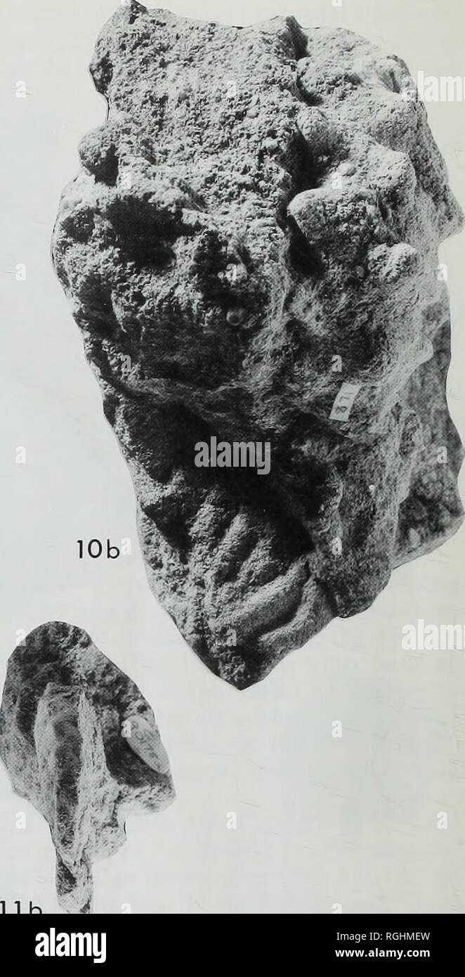 . Bulletin of the British Museum (Natural History), Geology. . lib Figs 10-11 Ammonites from the partly crushed indigenous fauna of puzosianus Subzone age of Bed 33, Gault-Lower Greensand Junction Beds, foreshore reefs near Copt Point, Folkestone, Kent. Author's Coll. all x 1. Figs 10a, b Otohoplites destombesi Casey BMNH C69870. Figs 11a, b Otohoplites cf. subhilli (Spath) BMNH C90178a. The species of Otohoplites from Bed 2b of the Perchois Est quarry described under the trivial name larcheri by Destombes (1979, 98; pis 4-18, fig. 4 and 4-22, figs 1-3) includes two species as understood by Ca Stock Photo