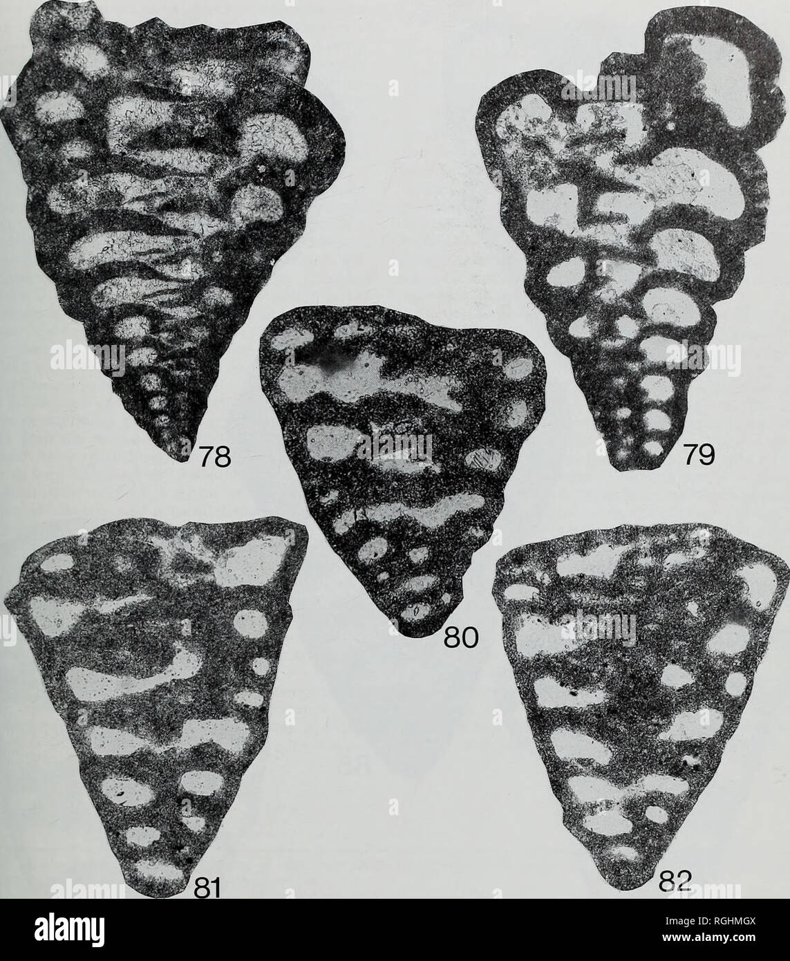. Bulletin of the British Museum (Natural History), Geology. MESOZOIC CHRYSALIDINIDAE OF MIDDLE EAST 141. ig. 78 Redmondoides lugeoni (Septfontaine), BMNH P 52621, from United Arab Emirates, off-shore Abu Dhabi, Izhara Formation, probably Bajocian; length 1180 urn, x 80; note protocanaliculation and canaliculation of the walls of late chambers. rig. 79 Redmondoides rotundatus (Redmond), BMNH P 52622, from off-shore Qatar, Diyab Formation, Oxfordian; length 1080 urn, x 90; note canaliculi in walls of later whorls. ig. 80 Redmondoides cf. inflatus (Redmond), BMNH P 52623, from United Arab Emirat Stock Photo