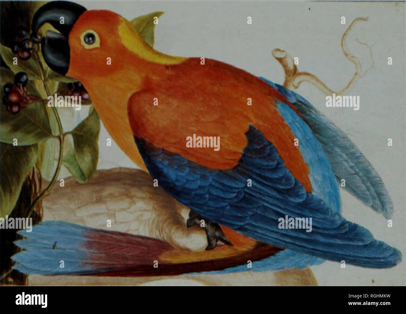. Bulletin of the British Ornithologists' Club. C. T. Fisher &amp; F E. Warr 156 Bull. B.O.C. 2003 123A. Figure 17. Macaw, from a volume of paintings entitled The natural history of Jamaica by L. J. Robins (© The Earl of Derby). accompanies Walter Rothschild's quotation of Gosse's account of the Jamaican Macaw (and from which Rothschild took his 1905 type description), the bird clearly has a yellow crown, whereas Robins's Macaw seems only to have a yellow crest; nor does Robins's Macaw seem to match the plumage of the now-extinct Cuban Macaw Ara tricolor. Illustrations of extinct species, 3: t Stock Photo