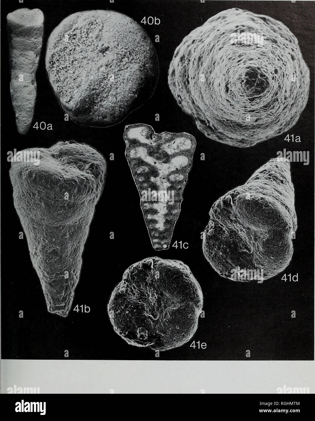 . Bulletin of the British Museum (Natural History), Geology. MESOZOIC CHRYSALIDINIDAE OF MIDDLE EAST 123. igs 40-41 Redmondoidesprimitivus (Redmond); from Saudi Arabia, Riyadh Water Well-1, 2400-2410 ft depth, Middle Dhruma Formation, late Bajocian. Figs 40a-b, holotype AMNH FT-1277; a, axial view (length 680 urn), x 100; b, terminal view, x 290. Figs 41a-e, paratype AMNH FT-1278 (Figs 41a, b, d, e are the original, solid specimen, now sectioned as Fig. 41c); a, initial view, x 250; b, axial view (length 540 urn), x 175; c, axial section, x 130; d, oblique terminal view, x 175; e, terminal vie Stock Photo