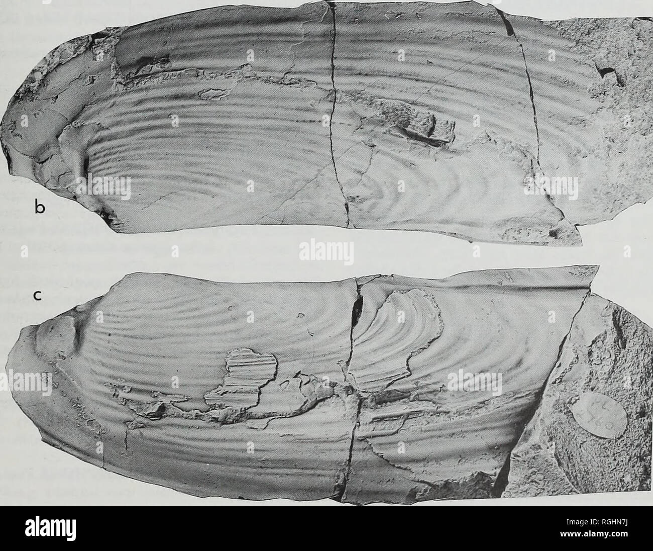 . Bulletin of the British Museum (Natural History), Geology. . Fig. 45 Siliquimya plicata (Portlock). Upper Visean. Fig. 45a, Lowick, Northumberland; SM E2817, left side, trace of posterior adductor clearly visible (TPA). Figs 45b-c, near Keswick, Cumbria; BM PL2760; Fig. 45b, right side of steinkern; Fig. 45c, left side. All x 1.. Please note that these images are extracted from scanned page images that may have been digitally enhanced for readability - coloration and appearance of these illustrations may not perfectly resemble the original work.. British Museum (Natural History). London : BM Stock Photo