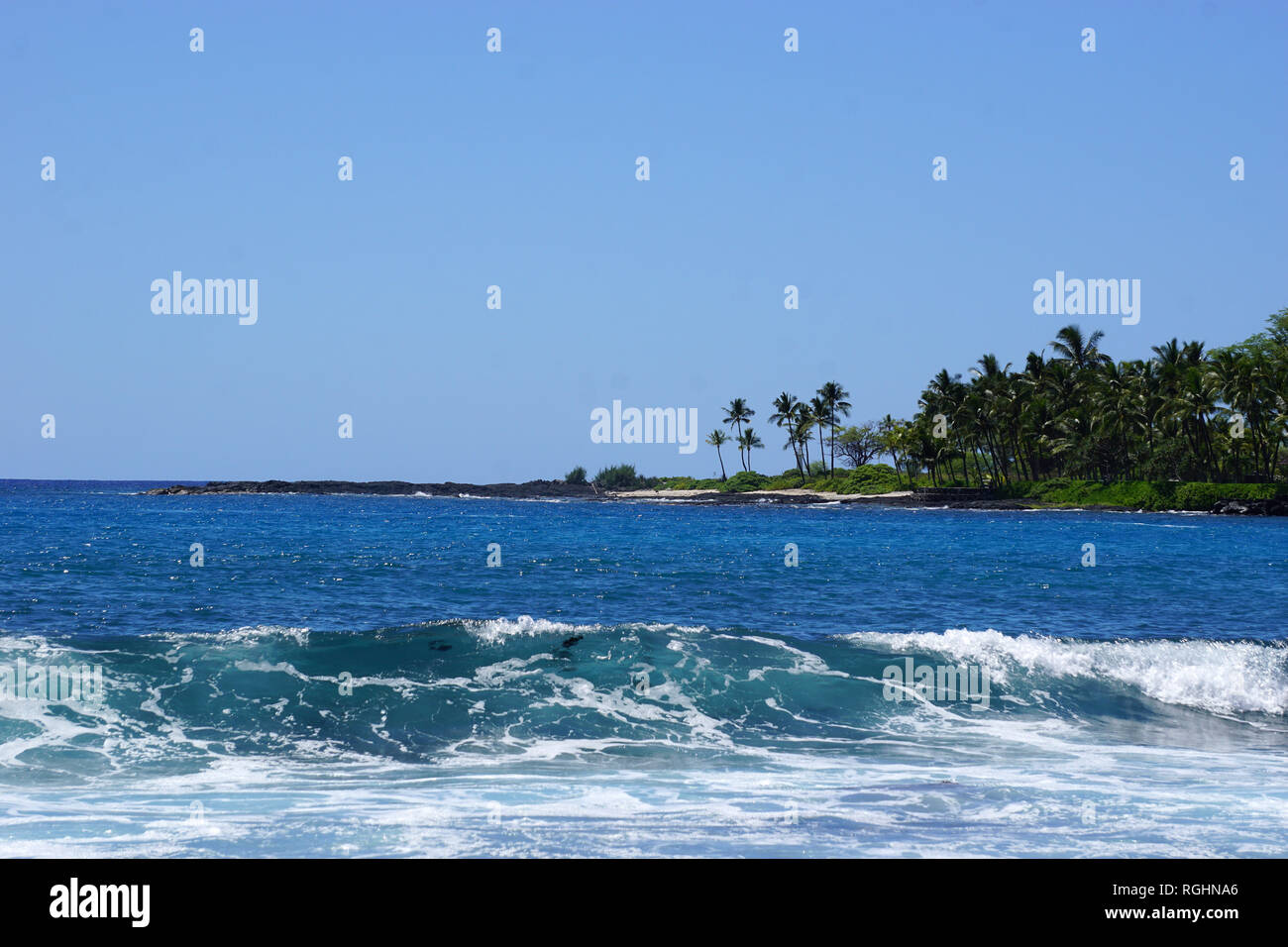 Kona Hawaii Palm Trees High Resolution Stock Photography and Images - Alamy