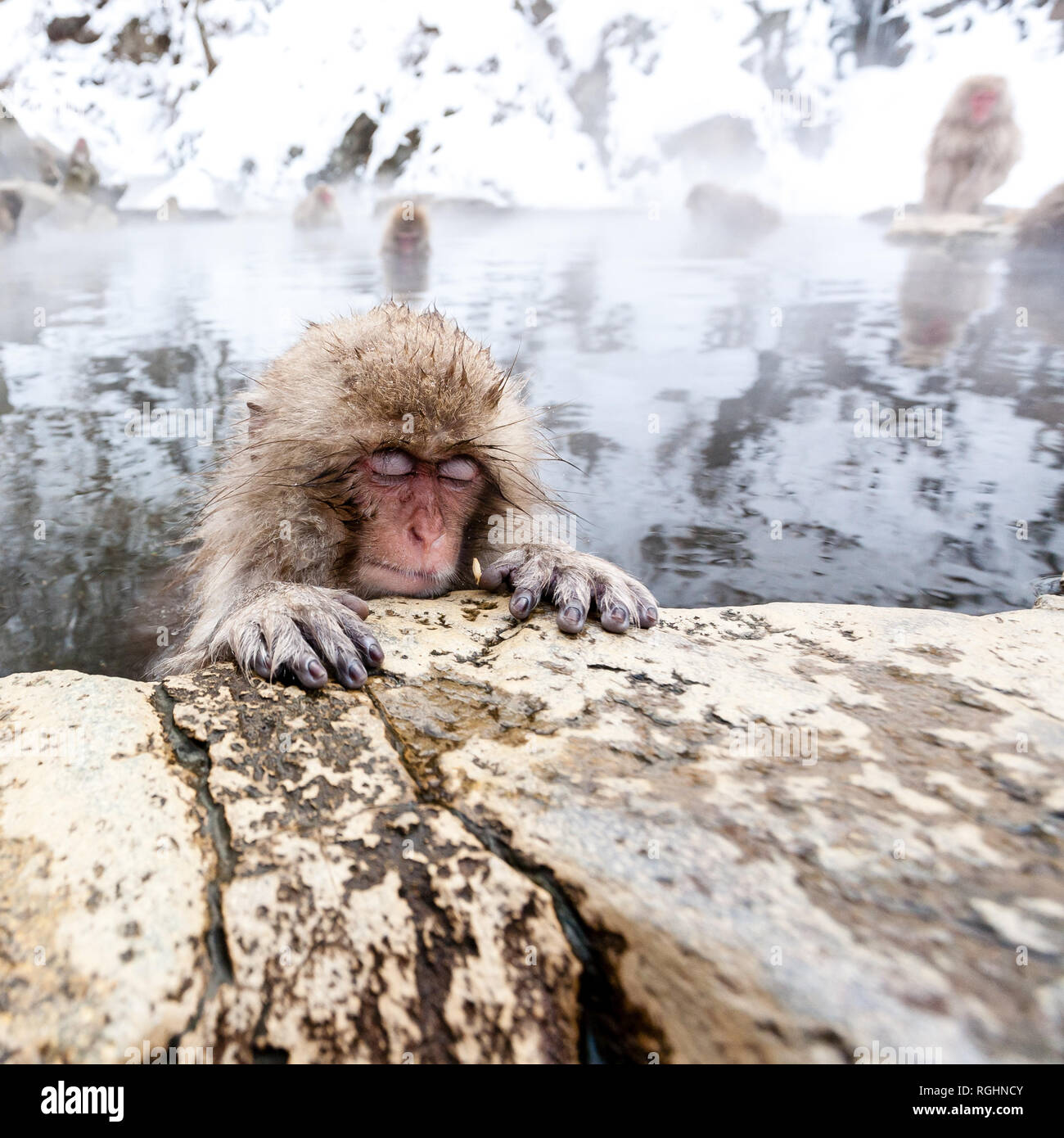 Little cute japanese snow monkey sleeping in a hot spring. Yudanaka, Japan. Stock Photo