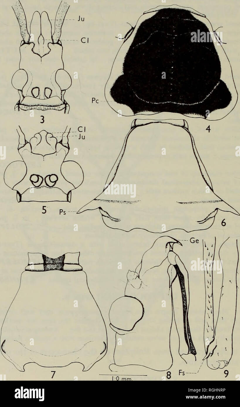 . Bulletin of the British Museum (Natural History) Entom Supp. io I. AHMAD Body linear or comparatively robust. Head elongated. Antennae with apices of basal segments slightly swollen. Rostrum usually short, reaching second coxae. In o posterior margin of seventh abdominal tergum usually truncate ; pygophore usually. Figs. 3-9. 3, Mntusca prolixa, head, dorsal view ; 4, Cosmoleptus limbaticollis, pronotum, dorsal view ; 5, Noliphus erythrocephalus, head, dorsal view ; 6, Noliphus erythroce- phalus, pronotum, dorsal view ; 7. Lyrnessus geniculatus, pronotum, dorsal view ; 8, Bloeteocoris infle Stock Photo