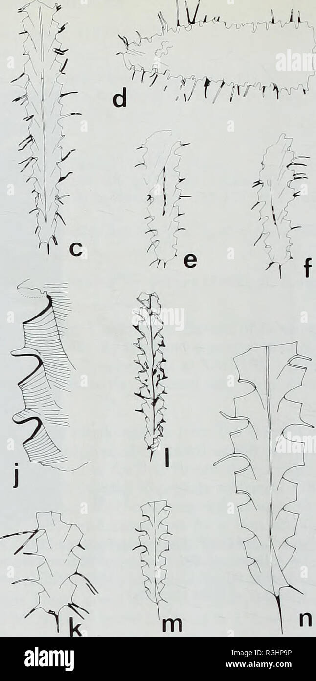 . Bulletin of the British Museum (Natural History), Geology. . Fig. 5 a, b, Paraorthograptus typicus Mu; a, N.I.G.P. Cat. No. 21418a, counterpart of the holotype (better preserved than the part) from the Wufeng Shale north of Yichang, central China, showing the characteristic long, paired genicular spines of the species but with the proximal end missing (a rhabdosome of Climacograptus longispinus supernus Elles &amp; Wood lies diagonally across its proxi- mal end), x 5; b, unfigured specimen of P. typicus, with a complete proximal end, occurring on the same slab as the holotype, x 5. c-f, U.S. Stock Photo